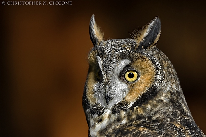 Long-eared Owl (captive)