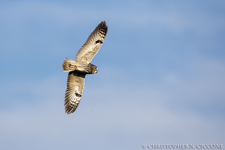 Long-eared Owl