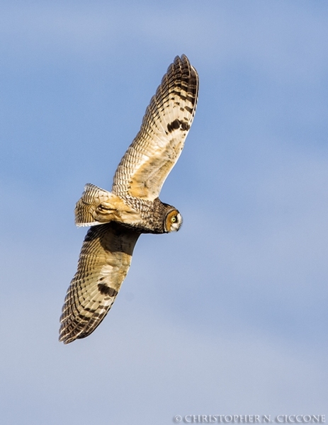 Long-eared Owl