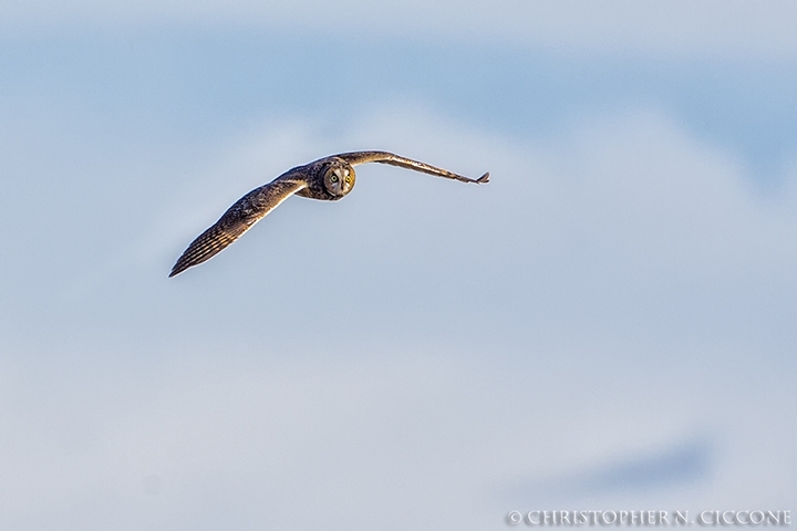 Long-eared Owl