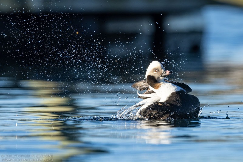 Long-tailed Duck