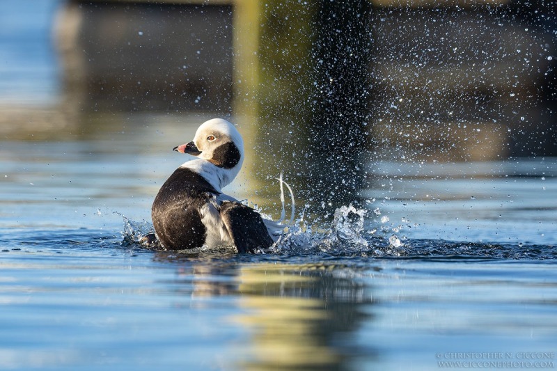 Long-tailed Duck