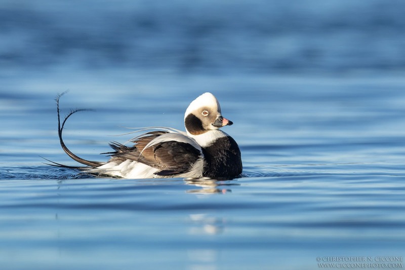 Long-tailed Duck