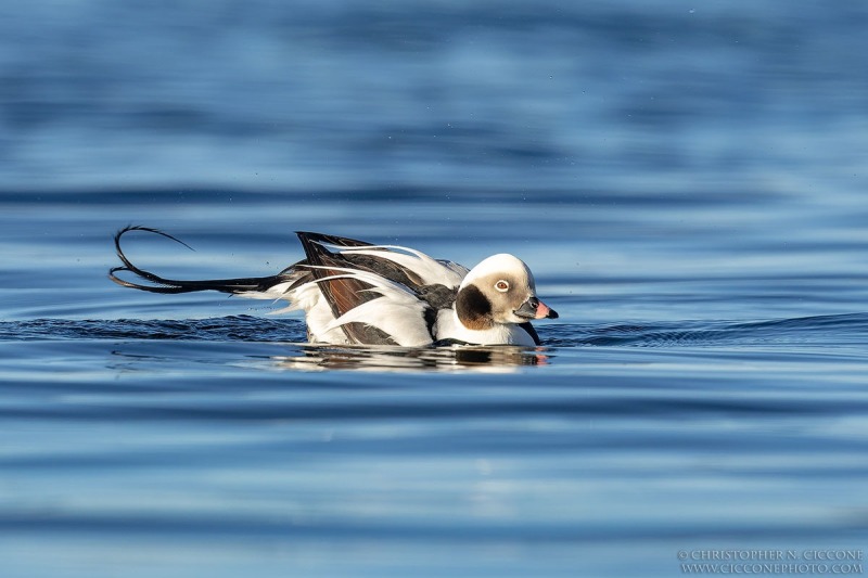 Long-tailed Duck