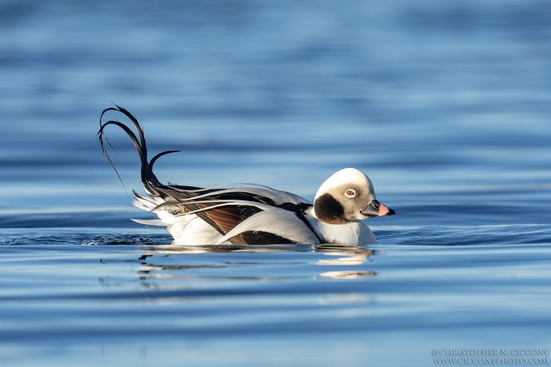 Long-tailed Duck