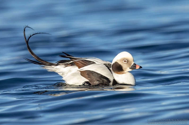 Long-tailed Duck