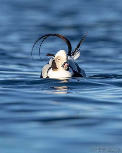 Long-tailed Duck