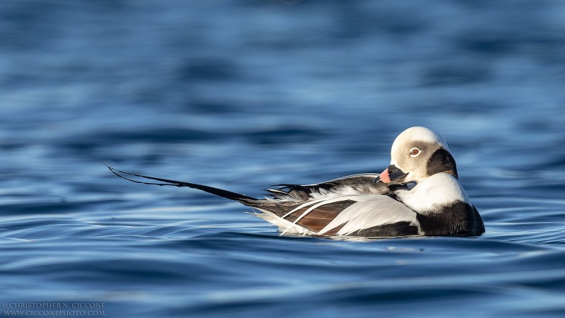 Long-tailed Duck