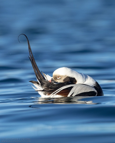 Long-tailed Duck