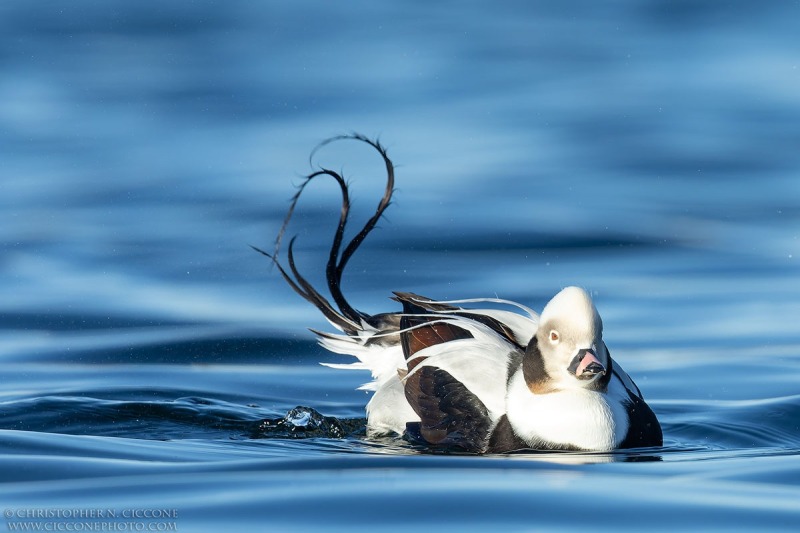 Long-tailed Duck