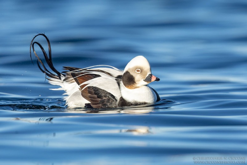 Long-tailed Duck