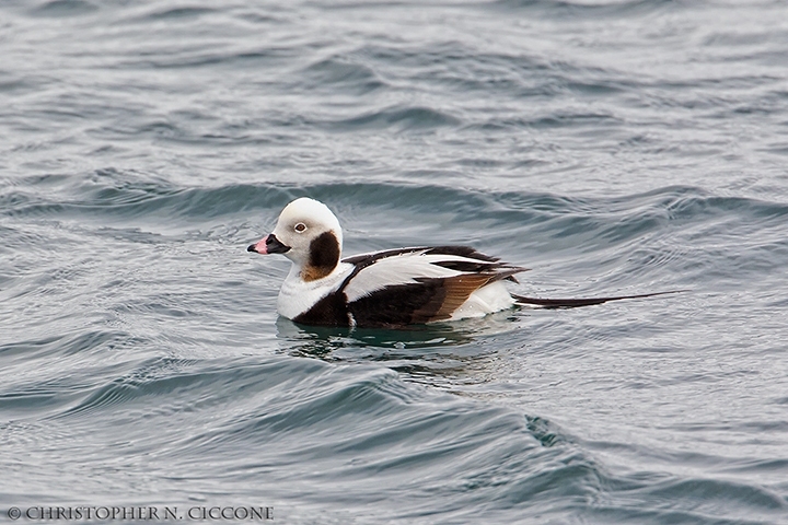 Long-tailed Duck