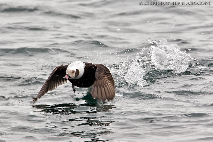 Long-tailed Duck