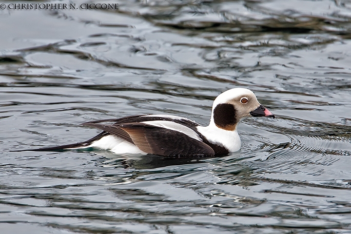 Long-tailed Duck