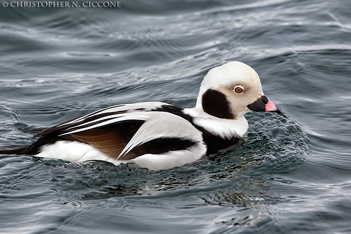 Long-tailed Duck