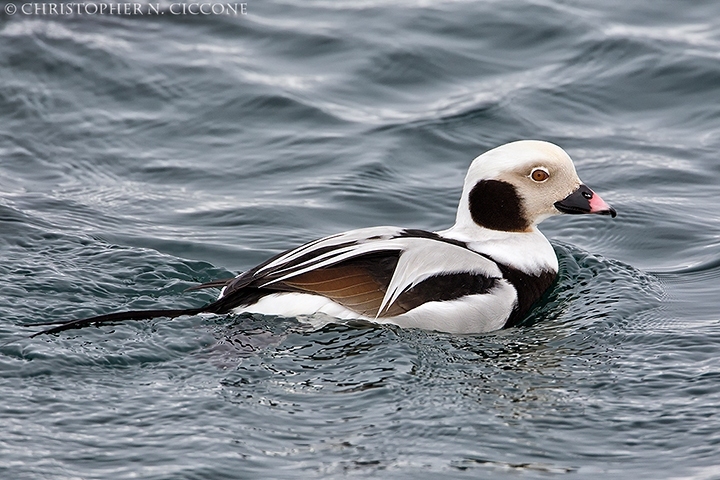 Long-tailed Duck