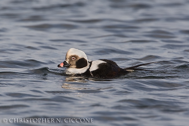 Long-tailed Duck