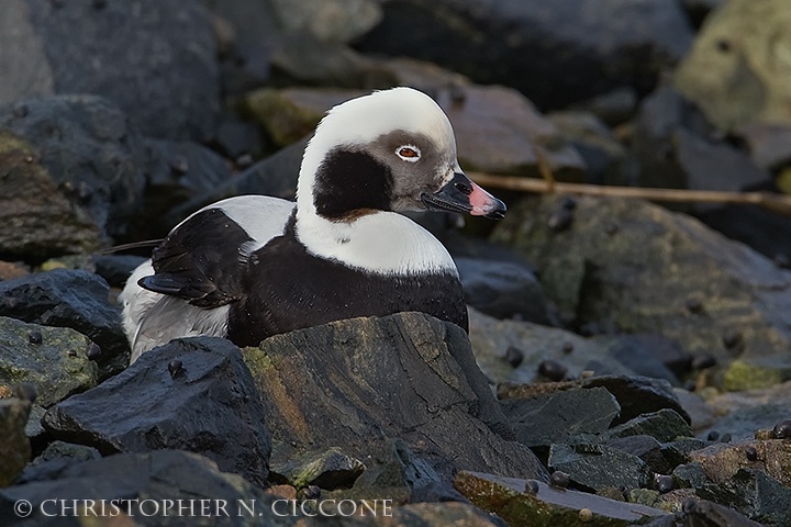 Long-tailed Duck