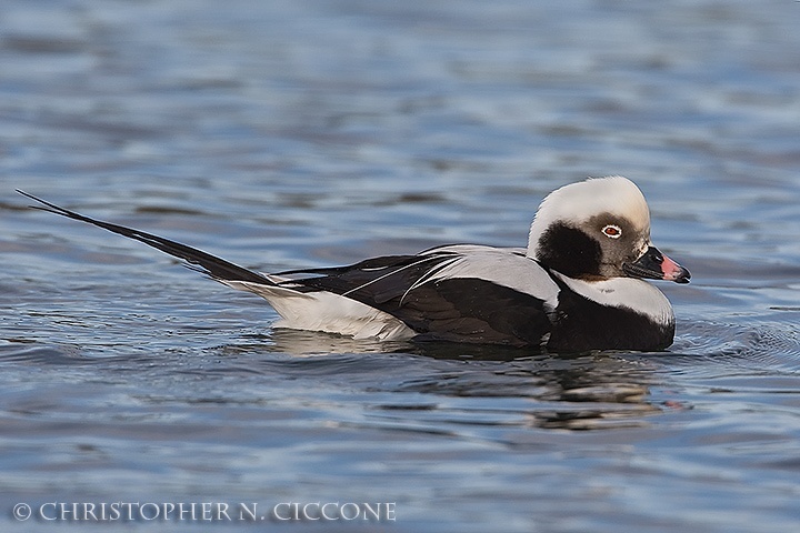 Long-tailed Duck