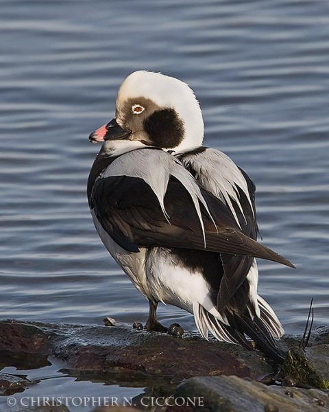 Long-tailed Duck