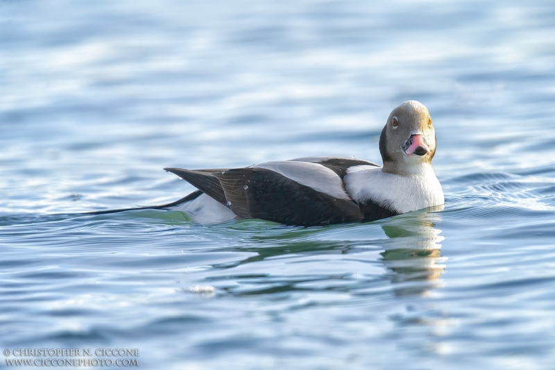 Long-tailed Duck