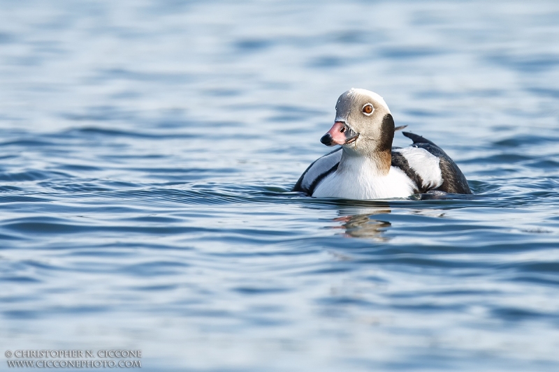 Long-tailed Duck