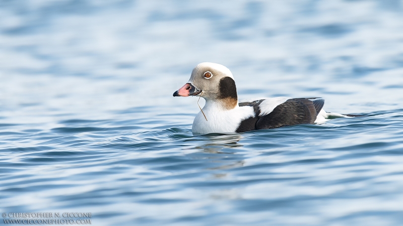 Long-tailed Duck