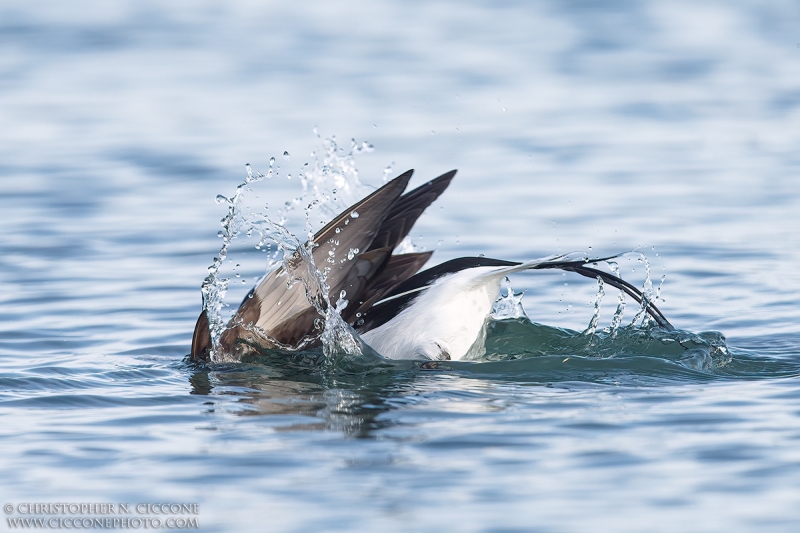 Long-tailed Duck