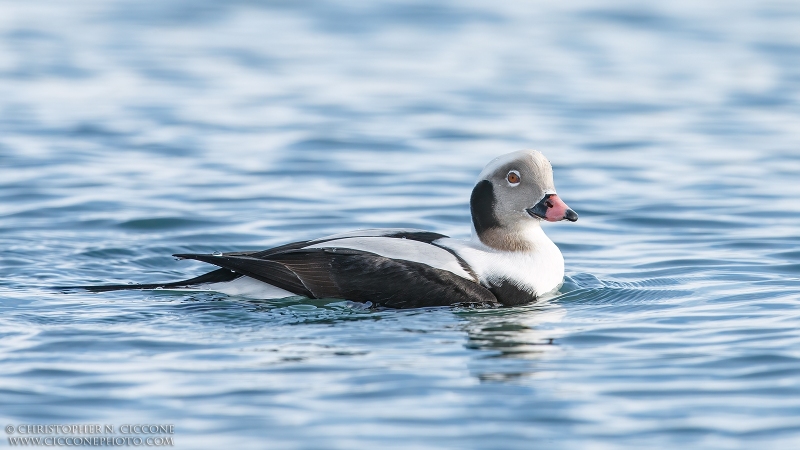 Long-tailed Duck