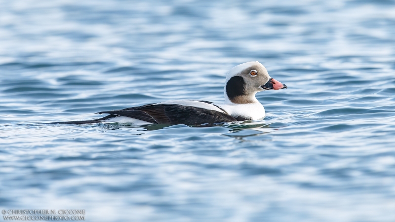 Long-tailed Duck