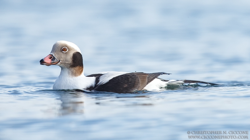 Long-tailed Duck