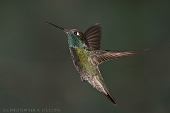 Magnificent Hummingbird