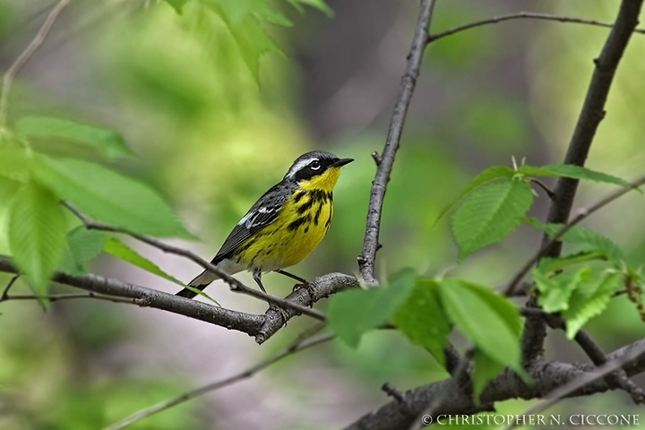 Magnolia Warbler