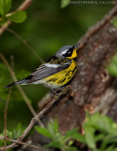 Magnolia Warbler