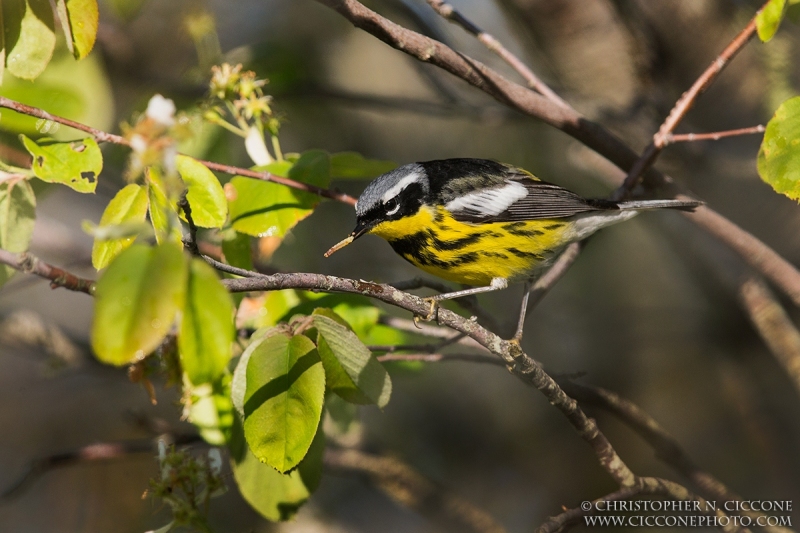 Magnolia Warbler