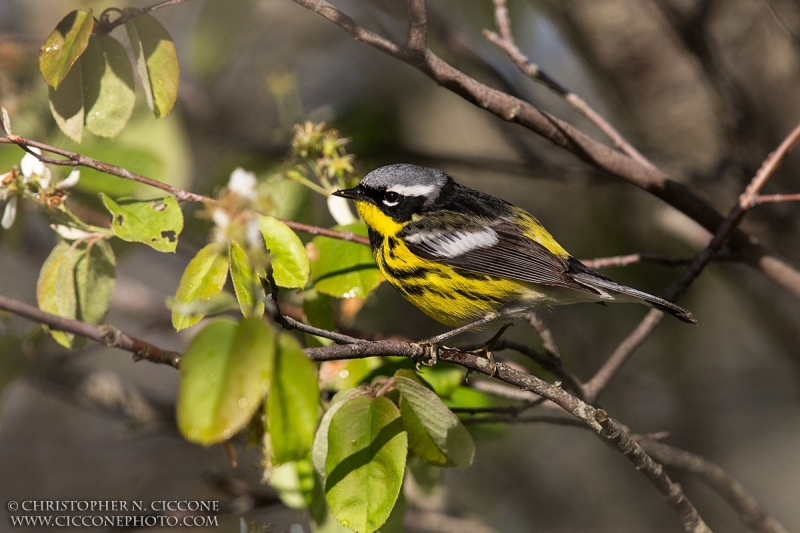 Magnolia Warbler