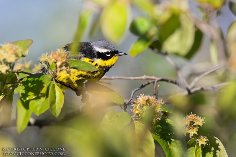 Magnolia Warbler