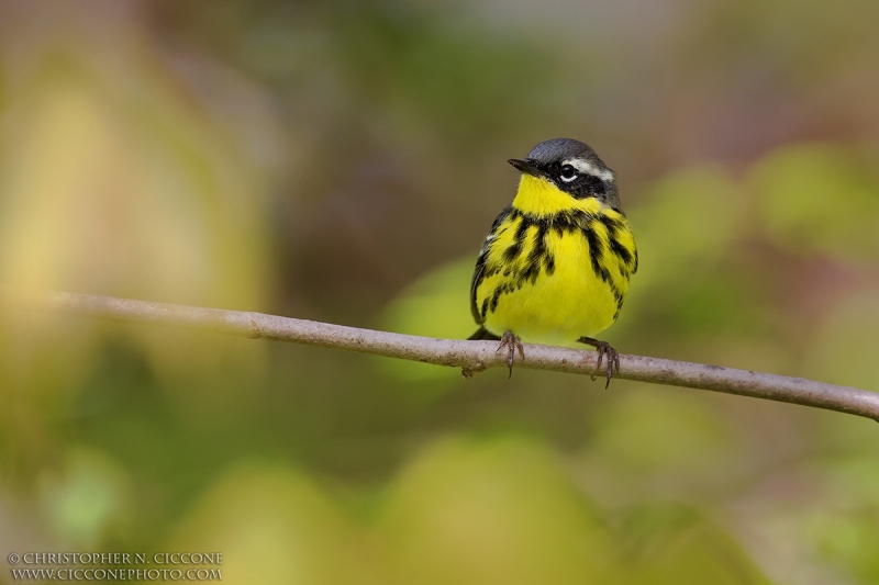 Magnolia Warbler