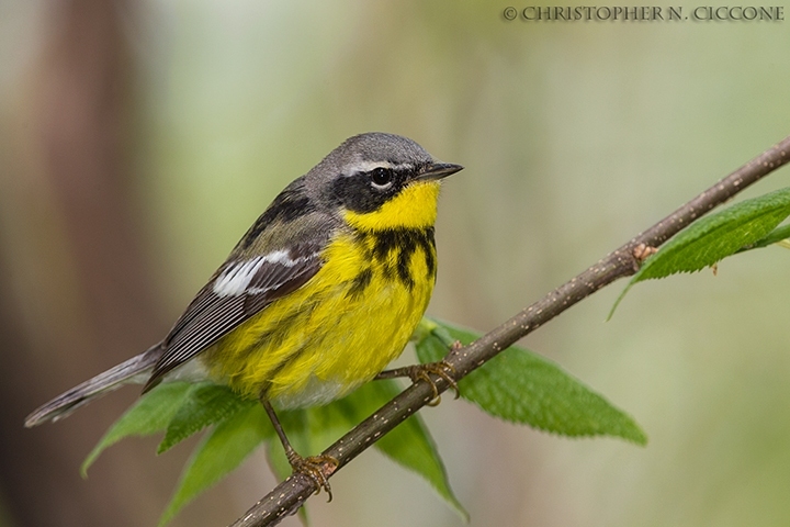 Magnolia Warbler