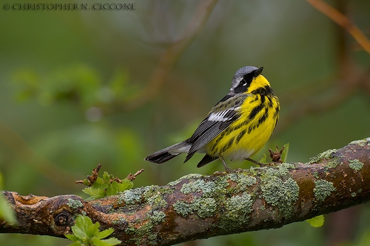 Magnolia Warbler