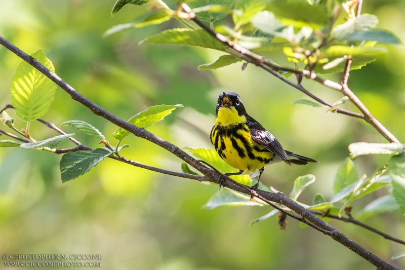 Magnolia Warbler