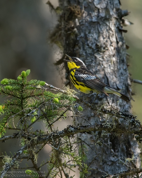 Magnolia Warbler