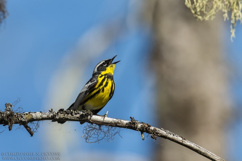 Magnolia Warbler