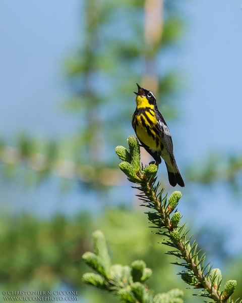 Magnolia Warbler