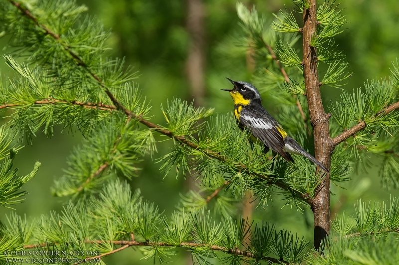 Magnolia Warbler