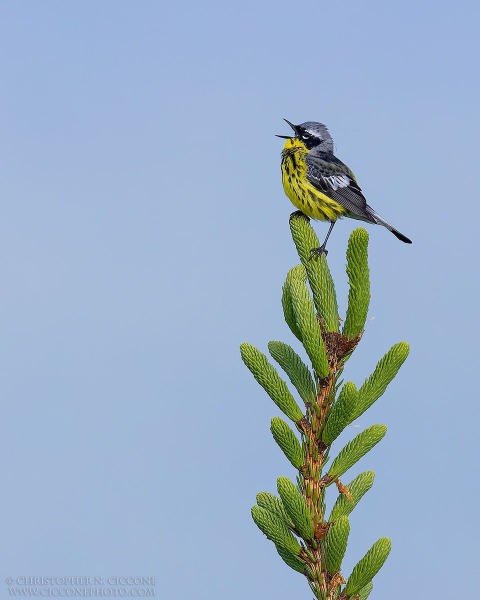 Magnolia Warbler