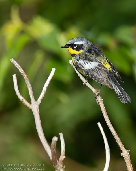 Magnolia Warbler