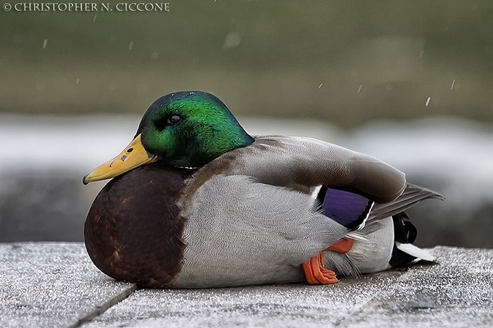 Mallard