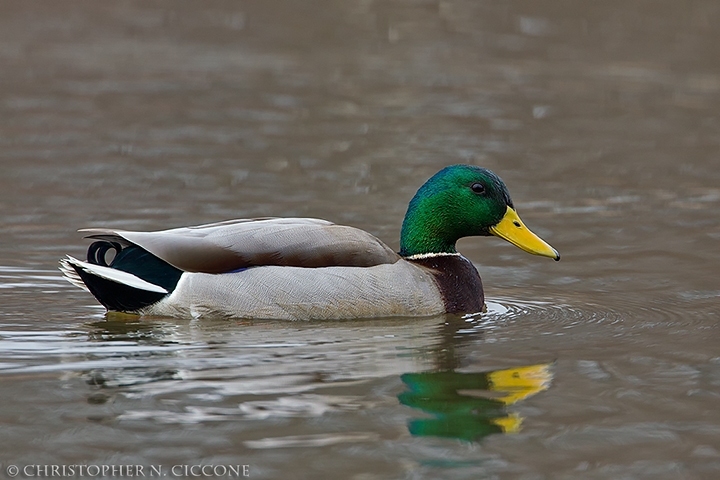 Mallard