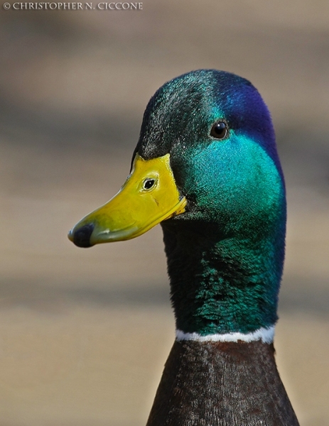 Mallard